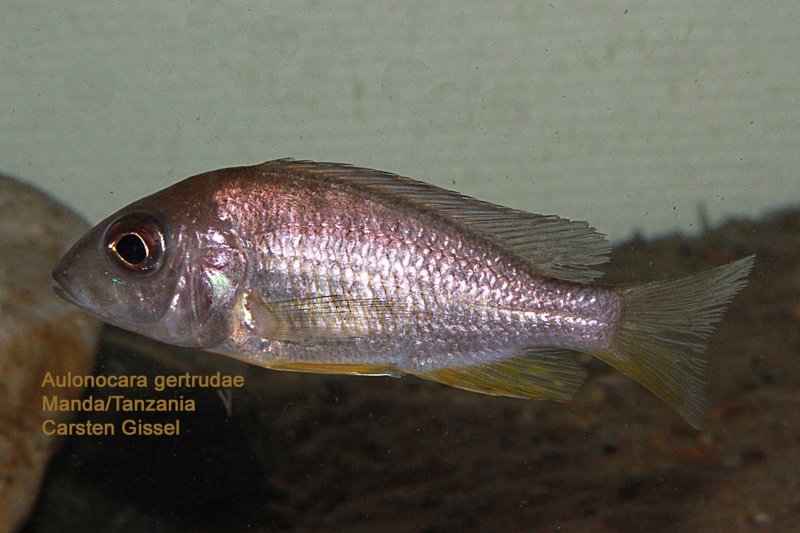 Aulonocara gertrudae 'Manda'
